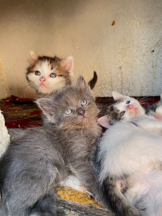 Віддамо неймовірних кошенят