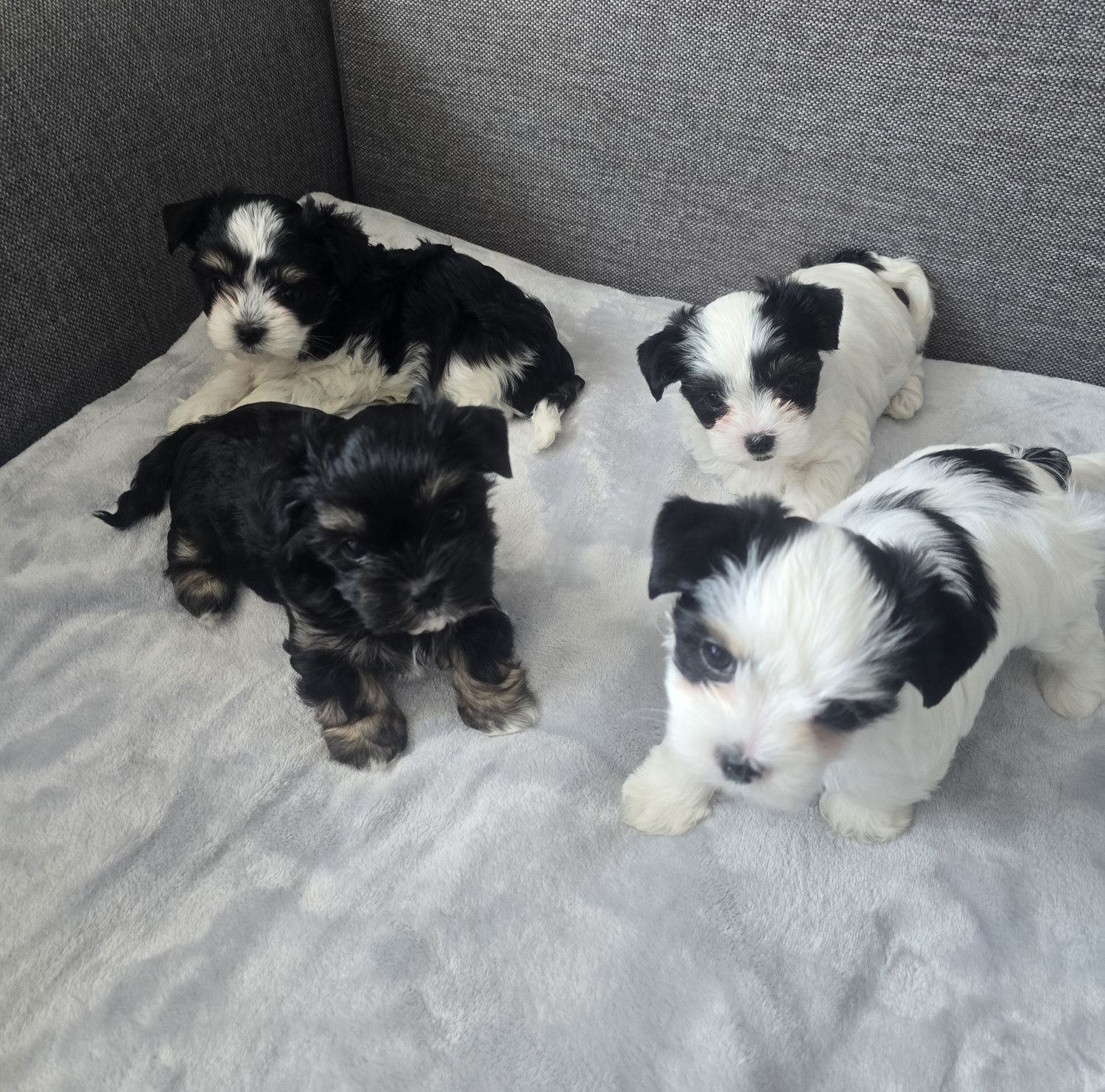 Sliczny piesek hybryda maltańczyk i yorkshire terrier