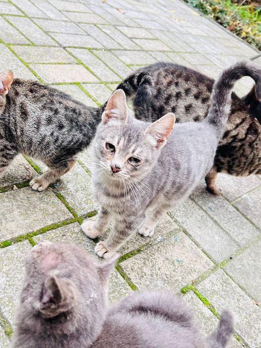 Котята, 3 місяці,корабельний рн