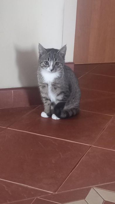 Kot i kotka do adopcji
