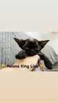 Helena King Line - Devon Rex