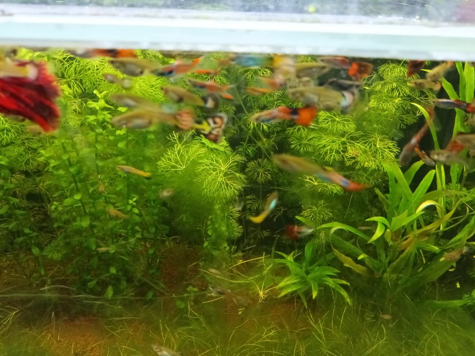 Vendo ou troco guppies