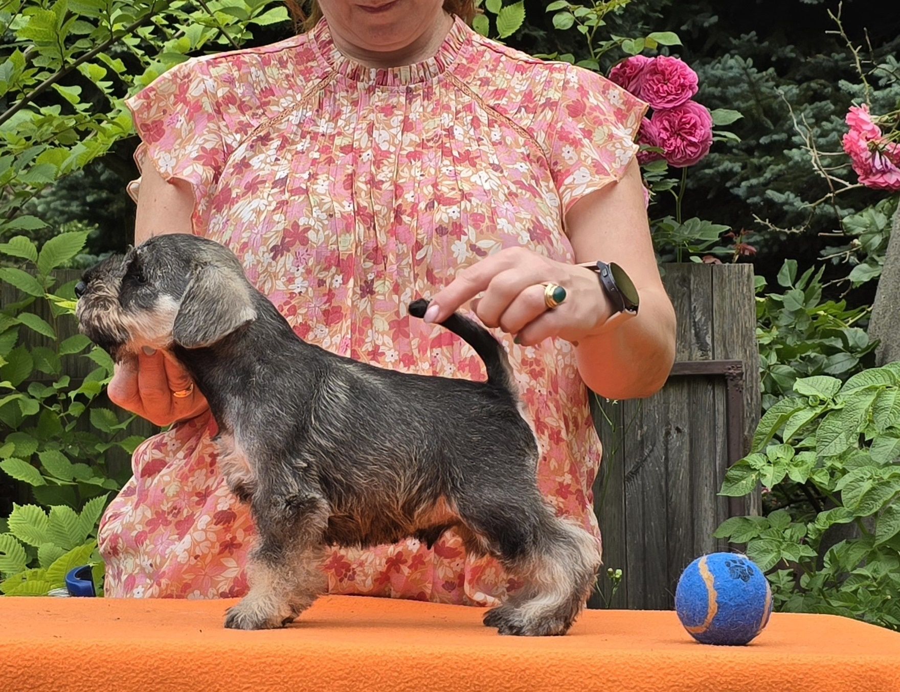 Sznaucer Miniaturowy Pieprz i Sól - Piesek