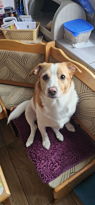 Oddam za darmo  zapraszam