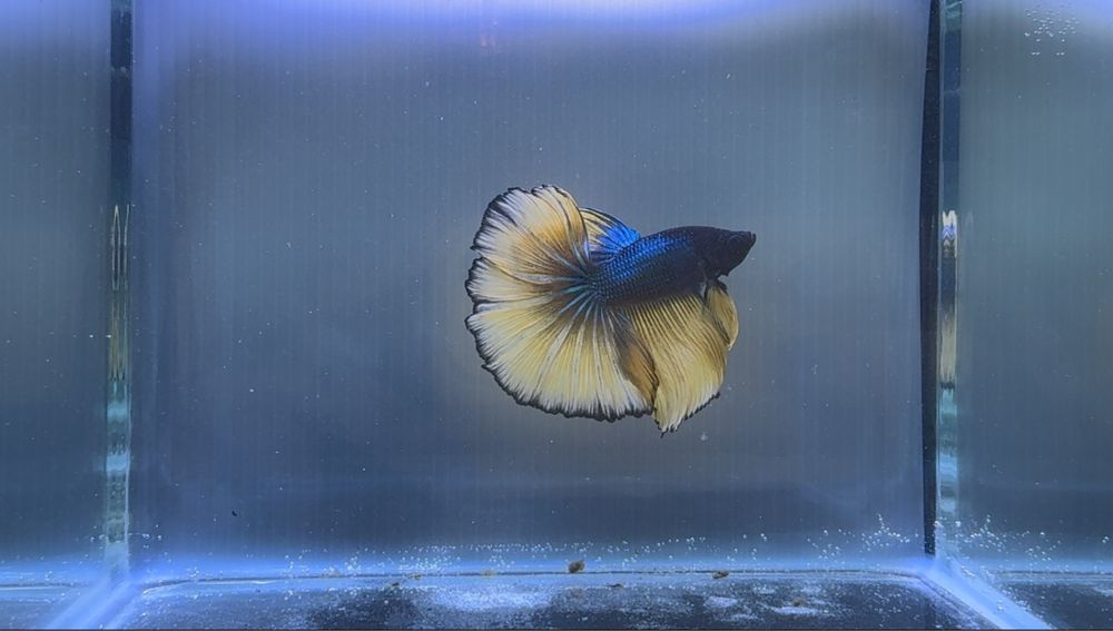 Betta Macho Mustard Gas Halfmoon