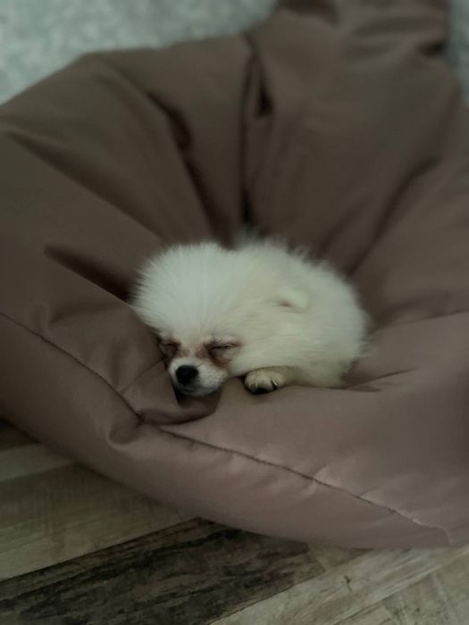 Мини померанский шпиц