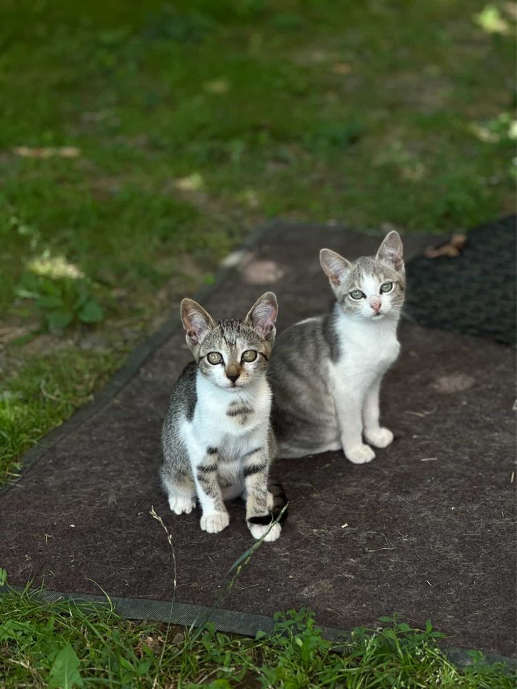 Віддам котики в добрі руки