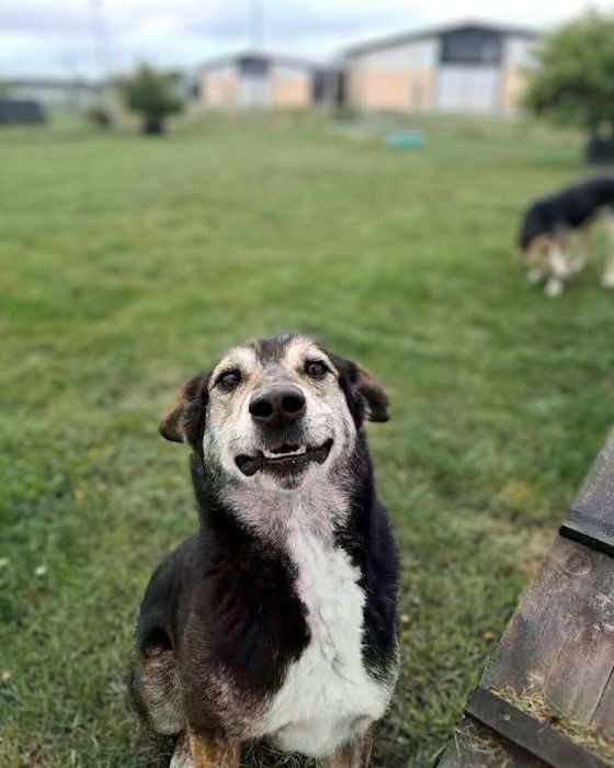 Energiczny Ramzes szuka domu