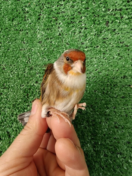 Híbridos pintassilgos