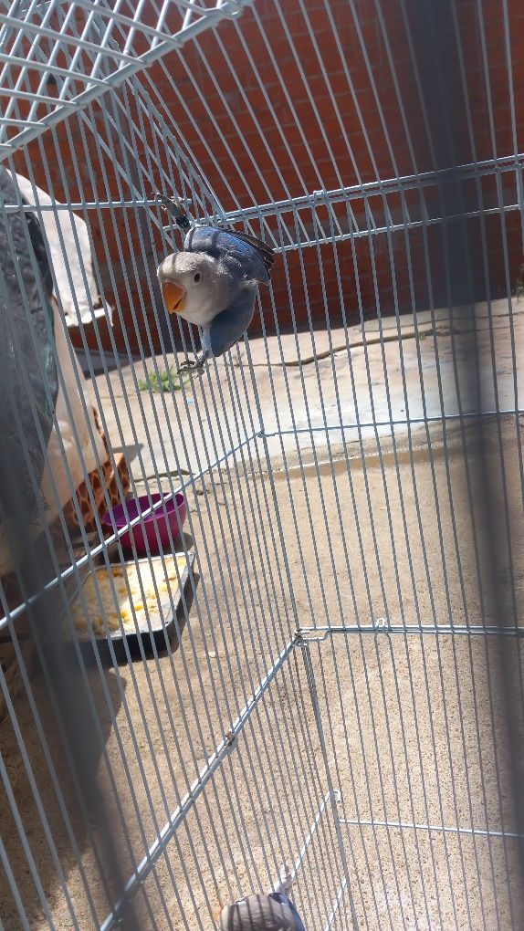 Disponivel agapornis femea