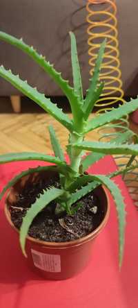 Aloes kwiat leczniczy