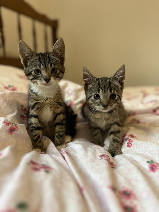 Dwa małe kotki szukają domku