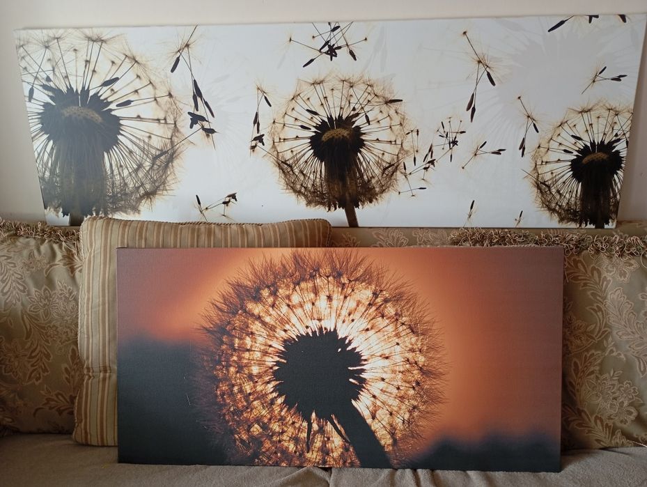 PILNE Obrazy canvas dmuchawce