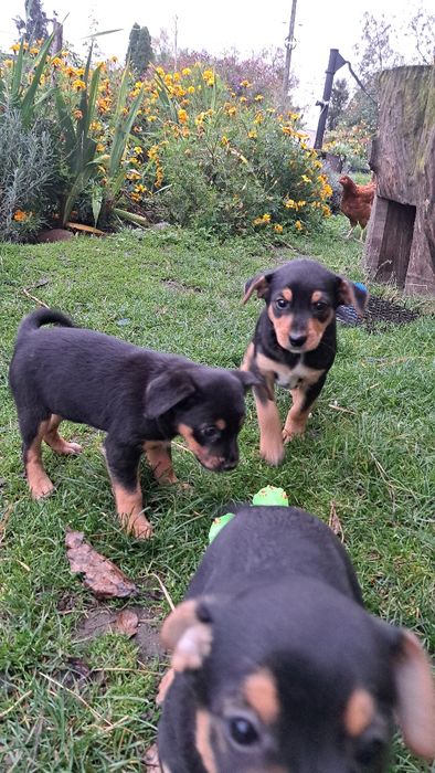 Oddam suczki czarno- brązowo-białe