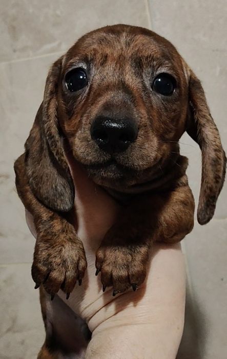 Щенки миниатюрной таксы с документами клуба