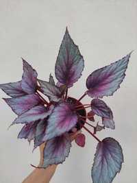 [Planta] Begonia rex