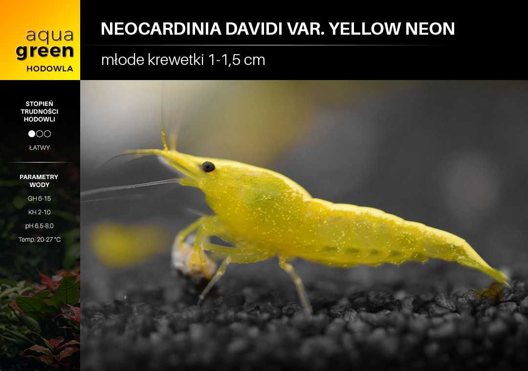 Krewetki Neocardinia davidi var. Yellow Neon