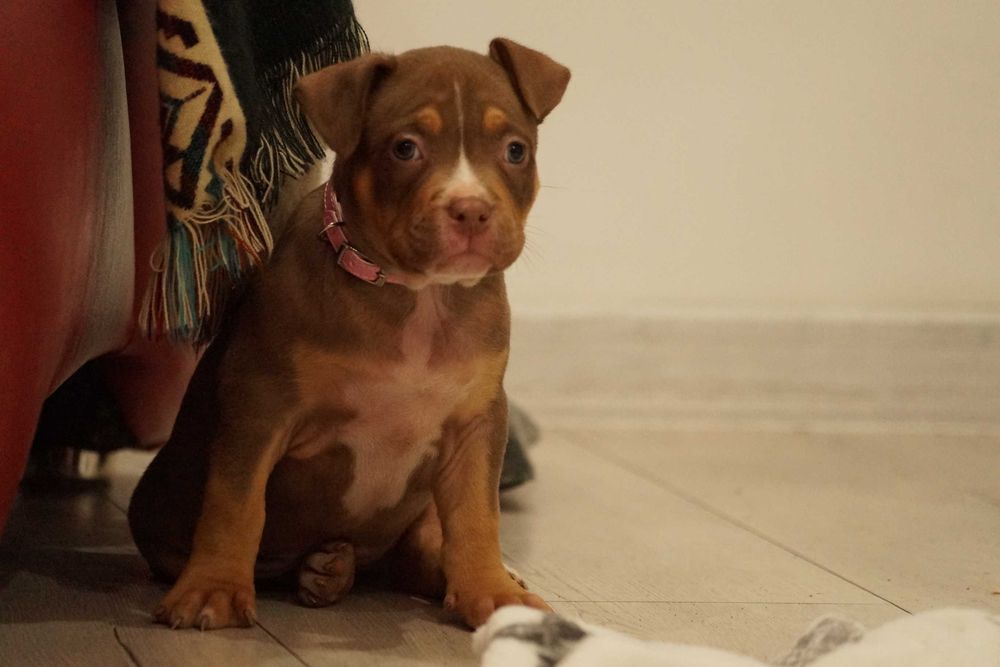 American Bully ABKC Suczka Ojciec 100% Muscletone's