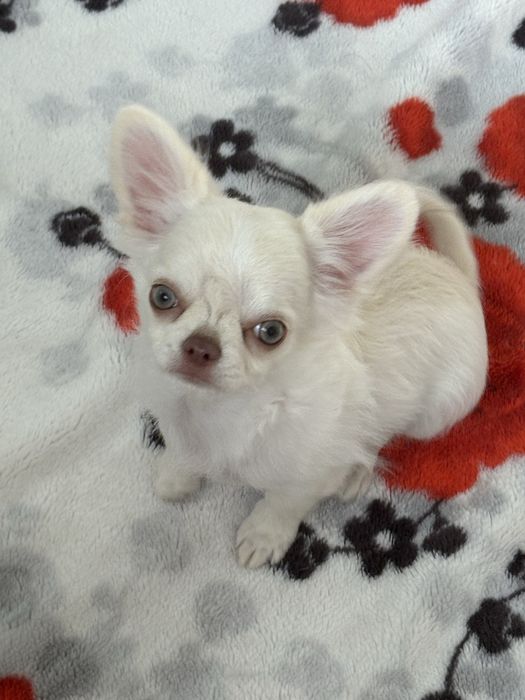 Chłopczyk chihuahua FCI xxs