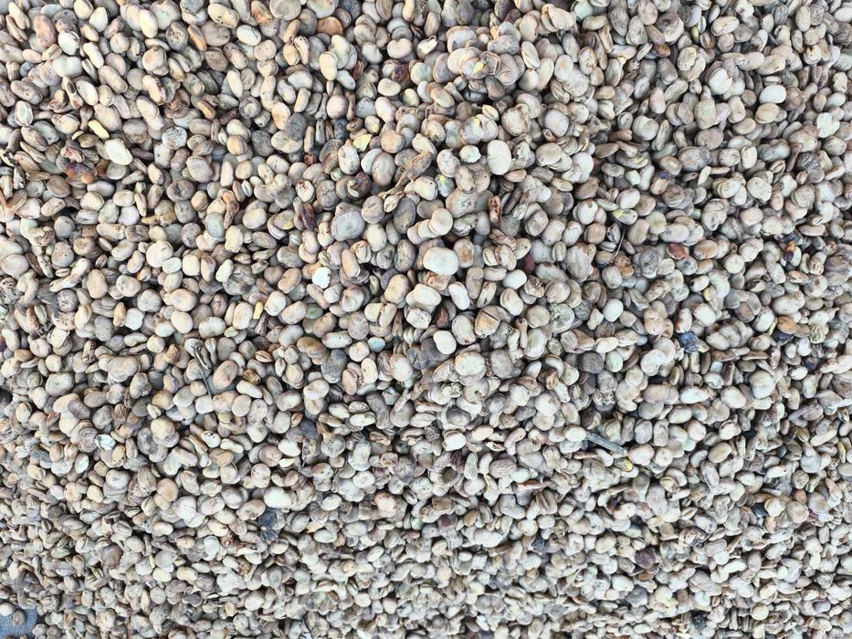 BÓB TOP BÓB TOPBOB nasiona bobu topbób ziarno 2025r nie bizon bachus