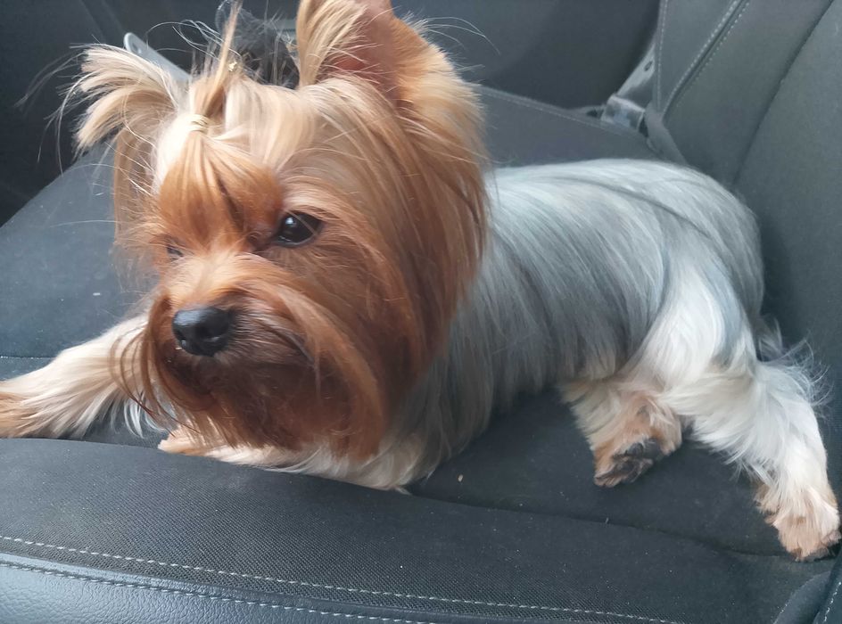 Rasowy piesek yorkshire terrier, 5 miesięcy, od hodowcy, ZKwP i FCI