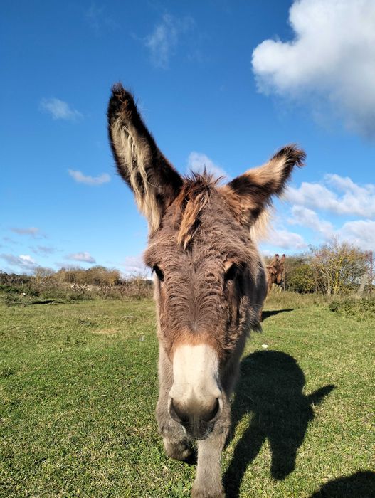 Ośliczka, osioł, oślica