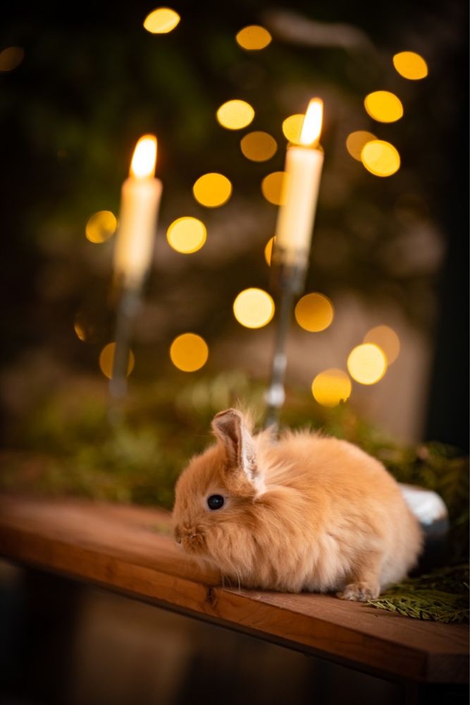Кролик декоративний Міні Лоп