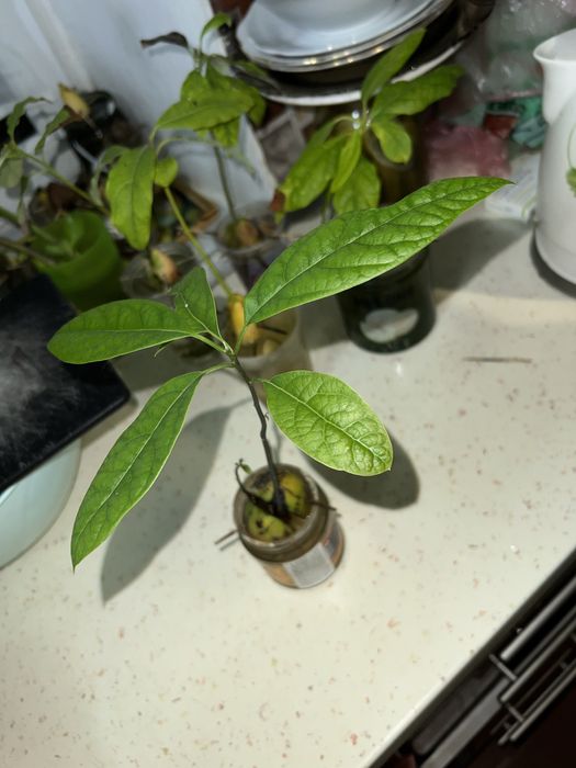 Авокадо ( проросшее)