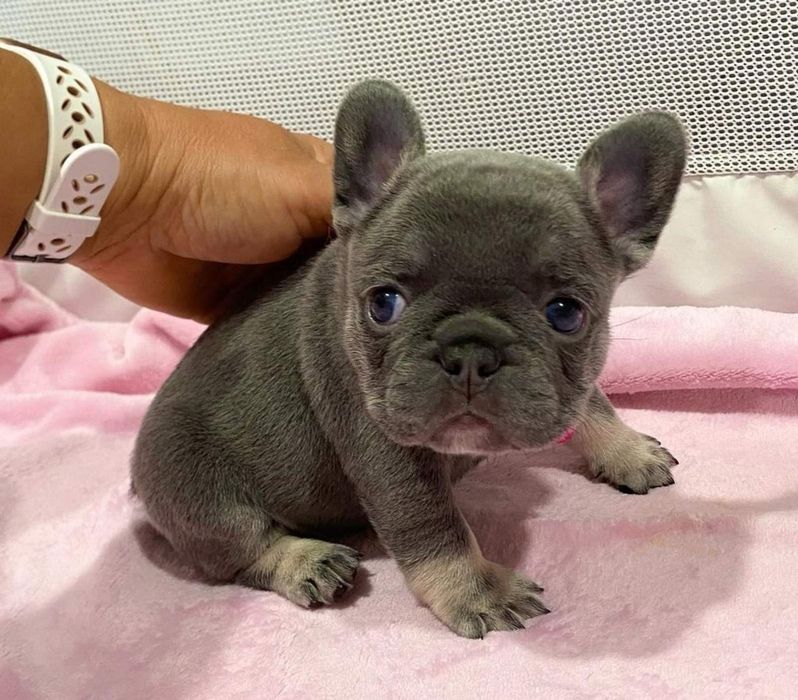 Малишка французька.якість