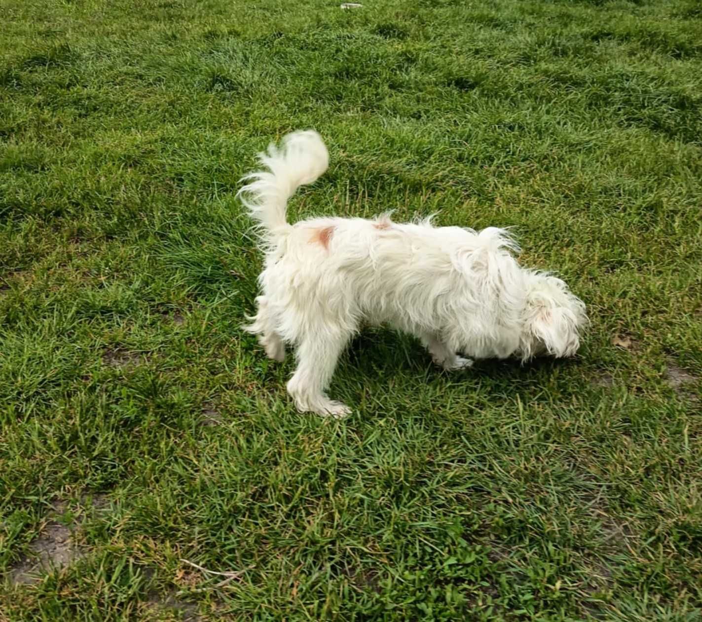 maltipoo, piesek o cudownym charakterze