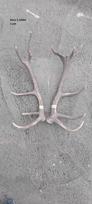 Рога оленя Благородного