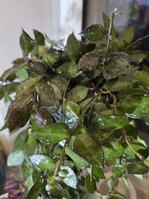 Хойя блек ливз срез