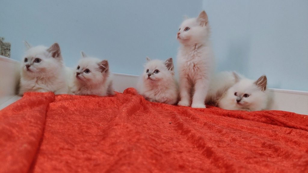 Śliczne kocięta Ragdoll gotowe do odbioru!