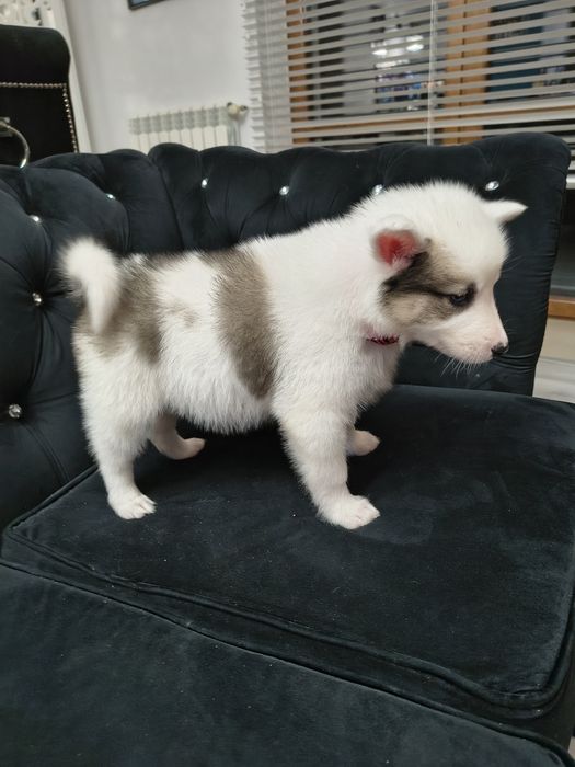 Suczka Atena łajka jakucka FCI umowa wyprawka chip po pięknej parze