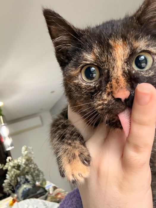 Gatinha tricolor 2 meses