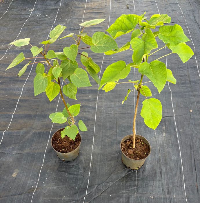 Katalpa, Catalpa , Surmia bignoniowa