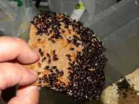 Корм 70грн за 250-300шт, жук знахарь для муравьёв и другой живности