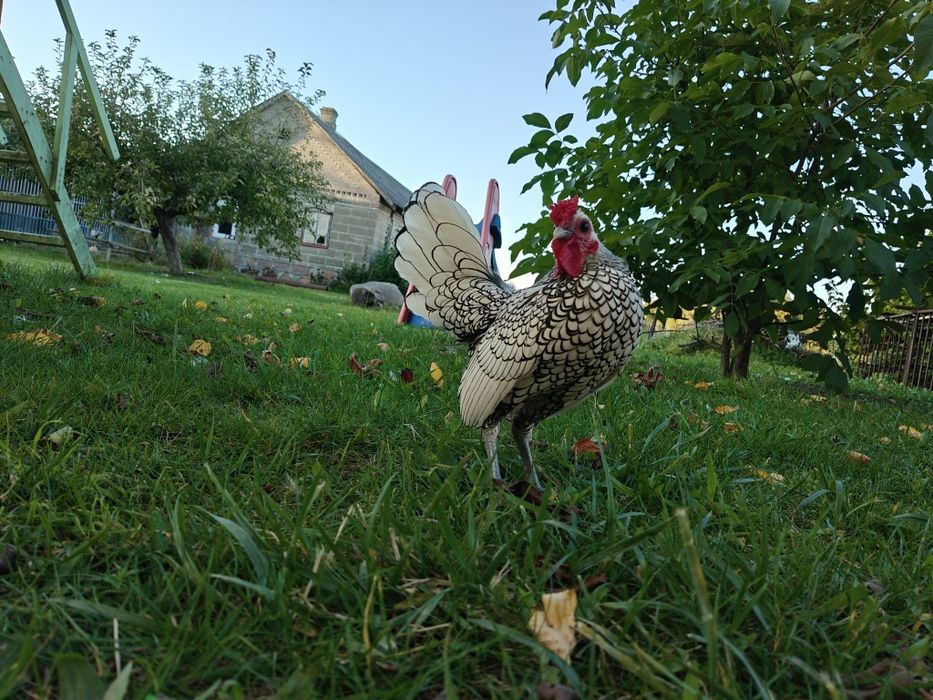 Sebrytka srebna kogut