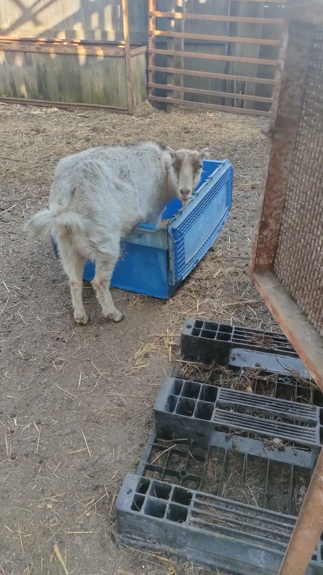 Продам,коза і козинята.