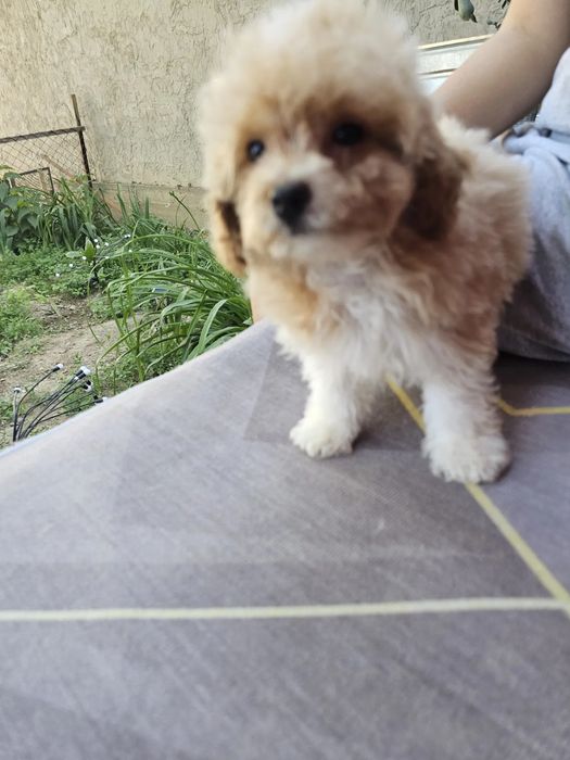 Плюшеві карамельки Мальтипу міні, повністю готова до переїзду