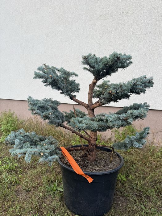 Świerk Srebrny Glauca Globosa Bonsai