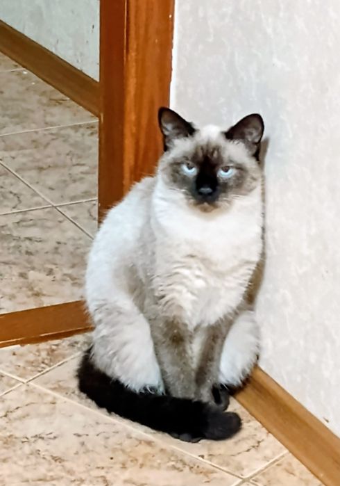 Сиамская кошечка 6 мес.