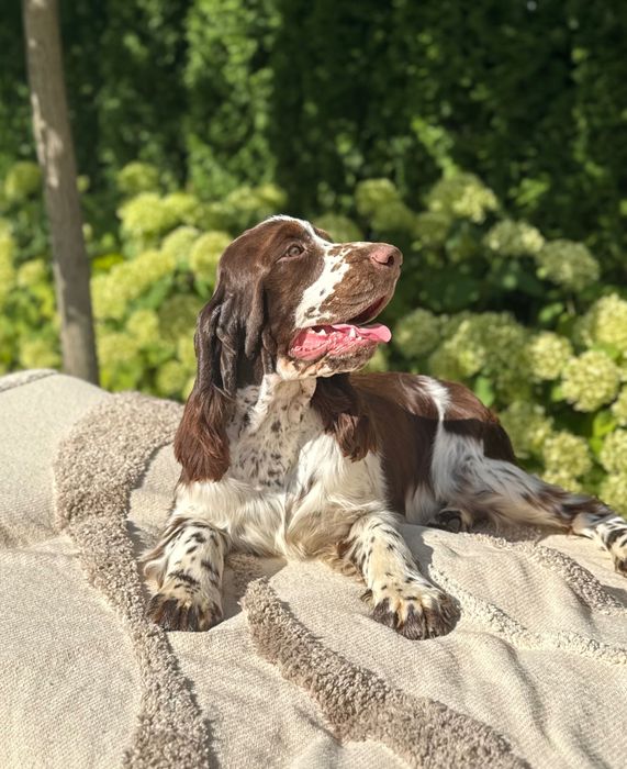 Pies rasy Springer Spaniel Angielski ZKwP FCI