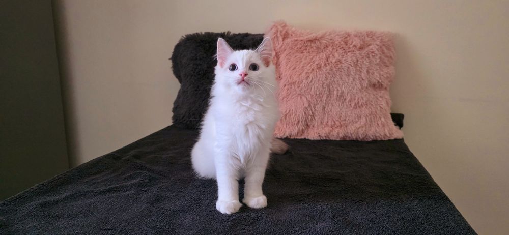 RAGDOLL Kocurki FPL od Ręki ( Hodowlany )