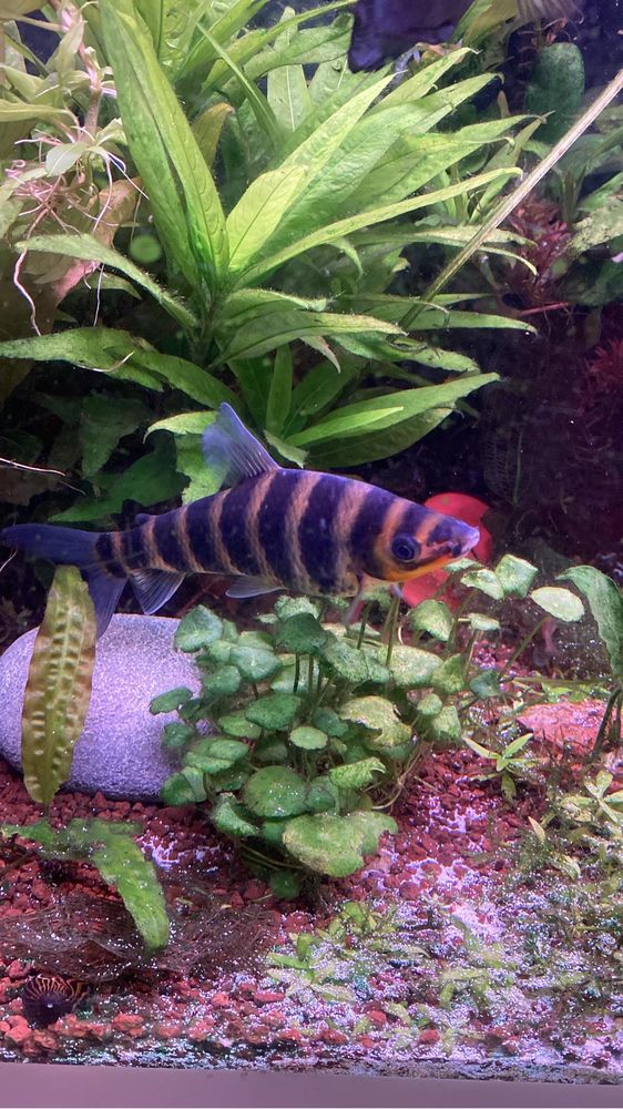Leporinus fasciatus
