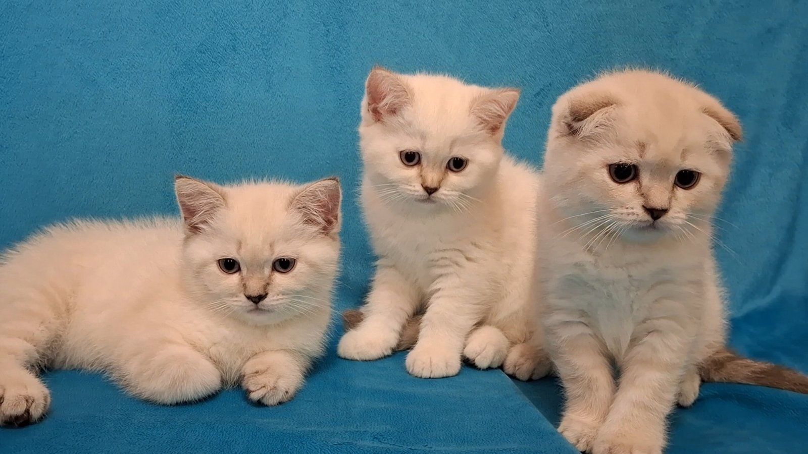 Шотландские котики, готовы пepeexaть в новый дом