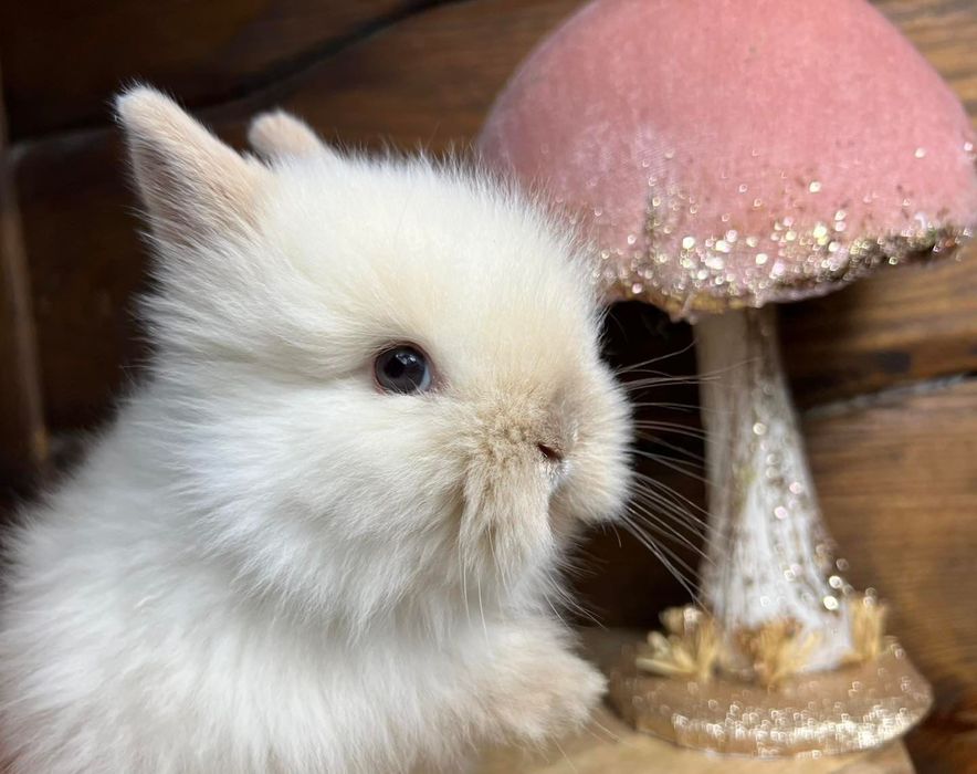 Mini lop karzełek teddy