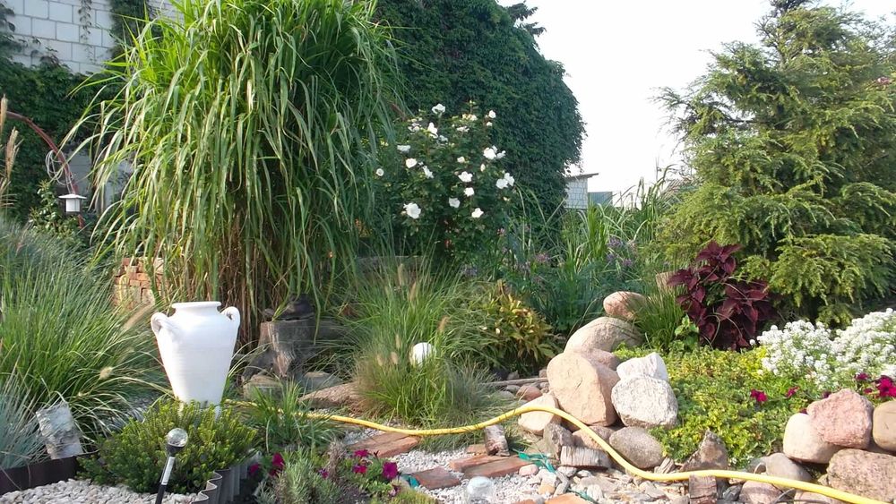 trawa miskant giganteus do ogrodu