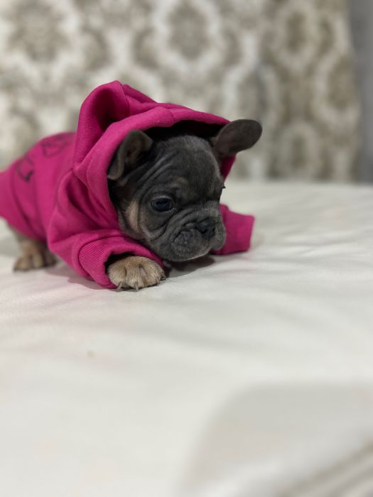 Дівчинка французького бульдогу