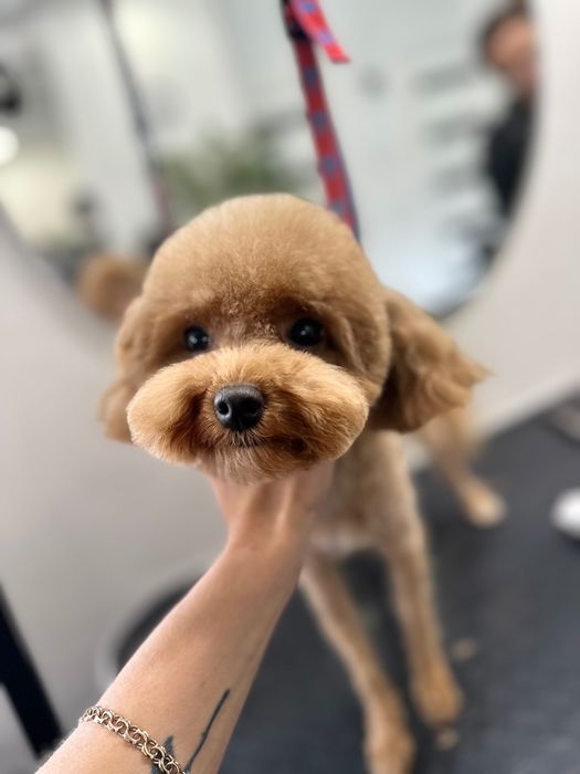 Грумінг , стрижка собак, лівий берег Дніпро